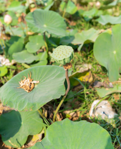 istock Mature seed pod, lotus plant 1676152272