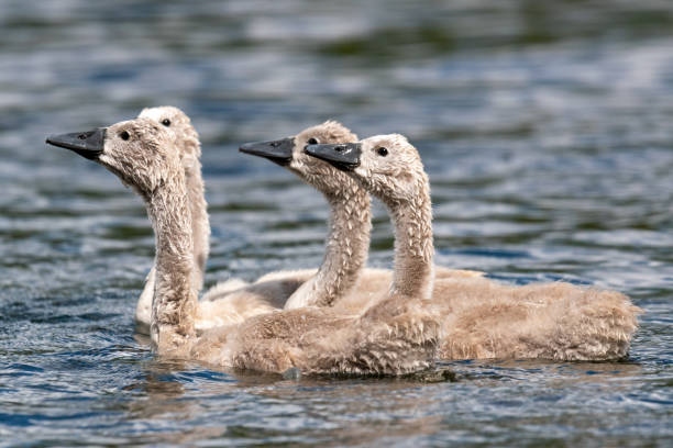 Close up of newborn mute swan (cygnus olor) cygnets swimming in the water
