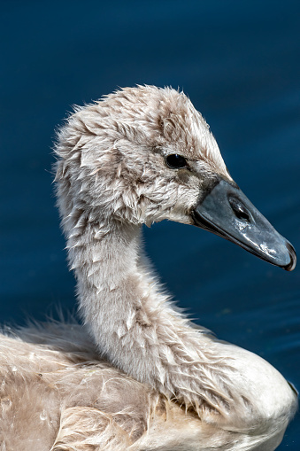 swan baby in sweden