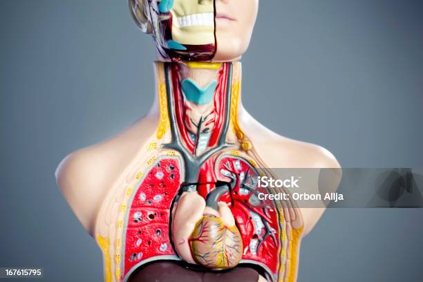 Anatomia De Modelo - Fotografias de stock e mais imagens de Anatomia - Anatomia, Aprender, Artéria Humana