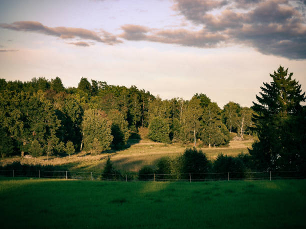 Scenic view of a field during evening