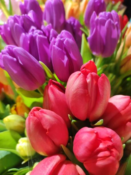 istock Purple and red tulips bouquet 1676171818