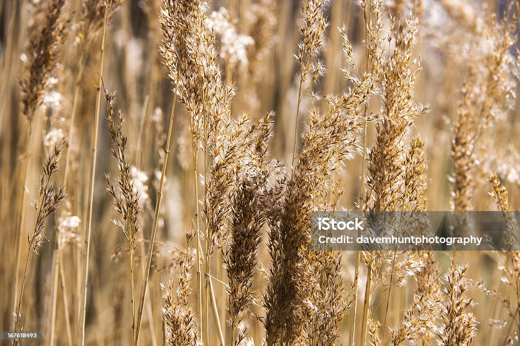 Podświetlany Golden Grass - Zbiór zdjęć royalty-free (Abstrakcja)
