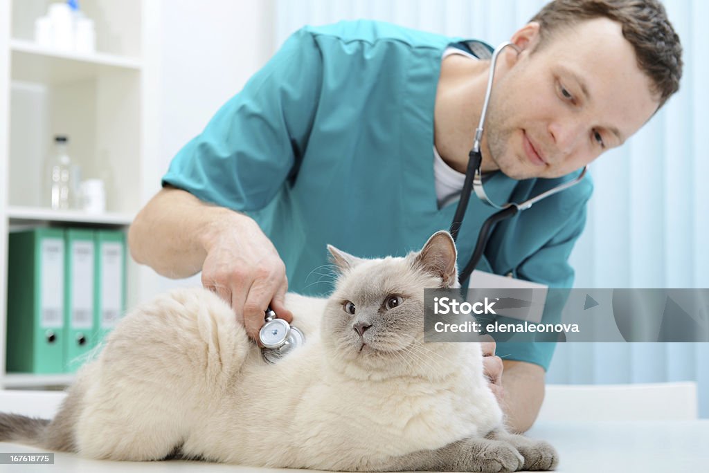Veterinario y gato - Foto de stock de Veterinario libre de derechos