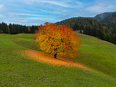 One Autumn tree on field at sunset
