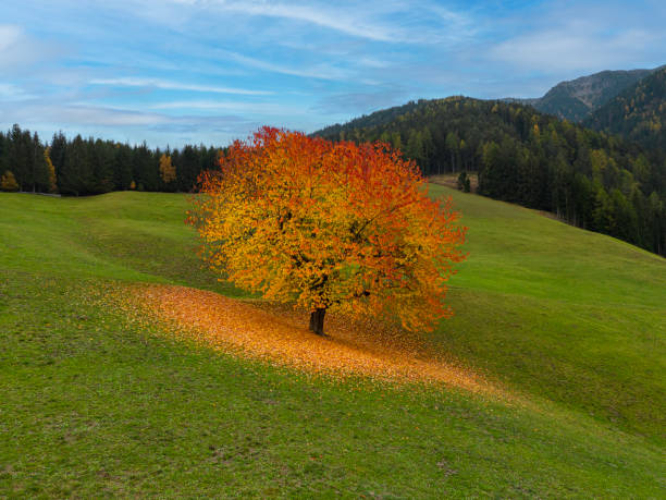 Autumn Single Tree 4,900+ Single Tree Autumn Stock Photos, Pictures & Royalty-Free Images ...