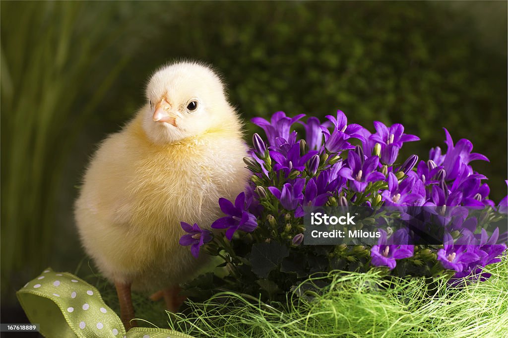 Hermoso poco de pollo - Foto de stock de Amarillo - Color libre de derechos