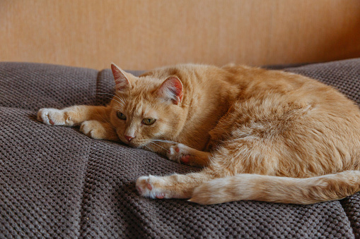 ginger cat sleeps on the sofa in the living room