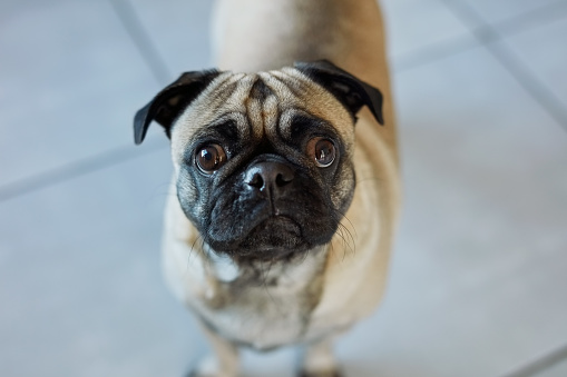 Pug, pet and portrait in home of dog in animal shelter, foster care or adoption of pets in care with support and love. Calm, animal and healthy breed to foster, adopt or excited puppy in house