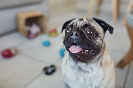 Pug, pet and portrait in home or dog with happiness, health and toys on the floor with smile on face for playing games. Happy, animal and healthy breed at vet or excited puppy with freedom in house