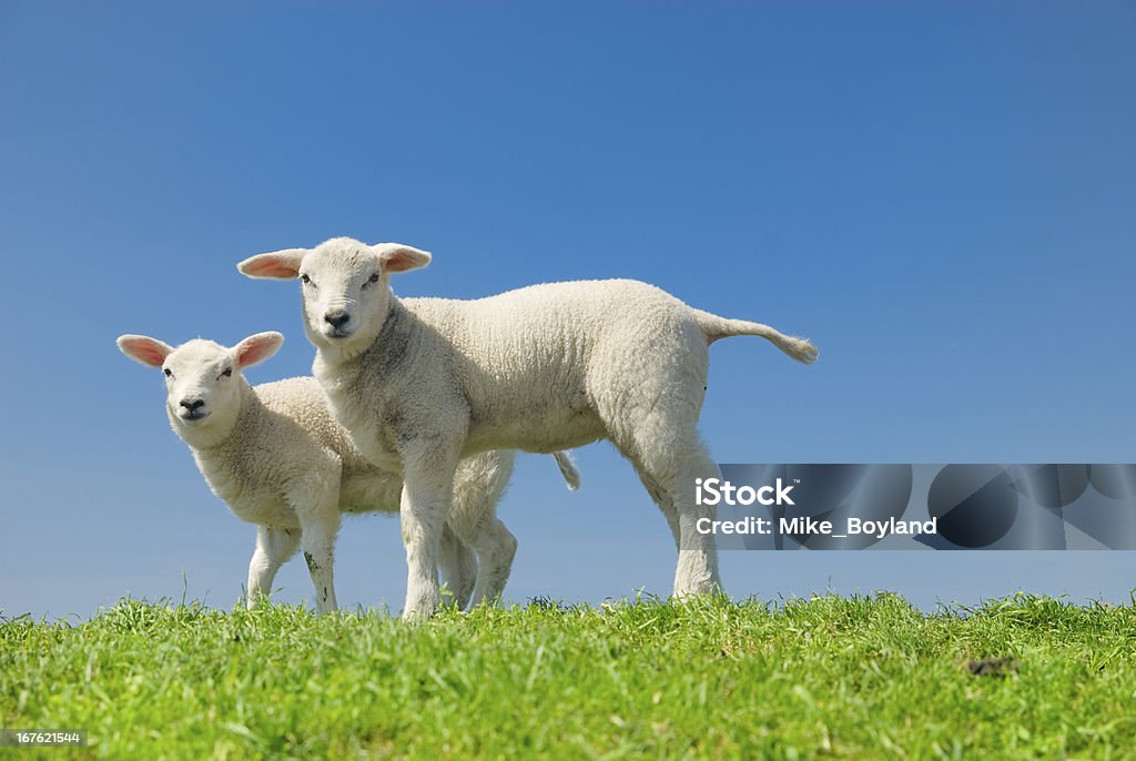 Lambs - 로열티 프리 0명 스톡 사진
