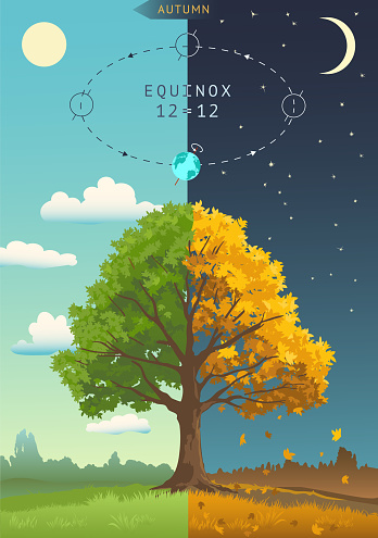 Season change visualization. Tree with autumn and summer leaves. Autumnal equinox, Night becomes longer than Day. Infographics for astronomical event in September 22, 23. Vector illustration.