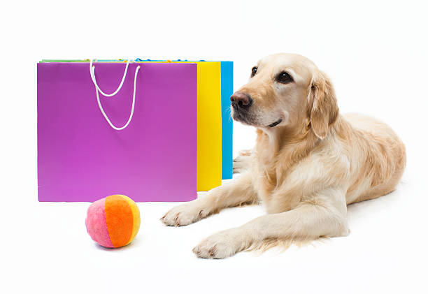 Labrador retriever stock photo