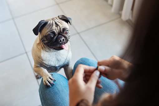 Hungry dog, person and training in a home with pug, waiting and relax pet on the floor of lounge. Puppy, begging and calm in a house with small animal and hands holding treats and food with command