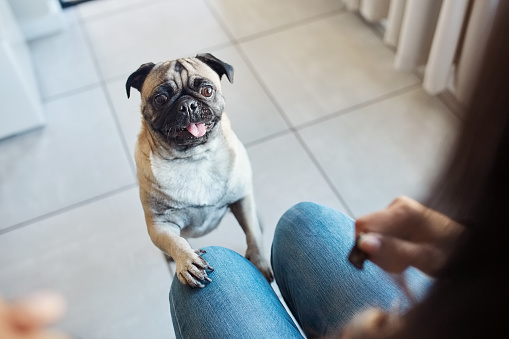 Dog, person and begging for food in a home with pug, waiting and relax pet on the floor of lounge. Puppy and hungry in a house with small animal and hands holding a dogs treat and cookie for training