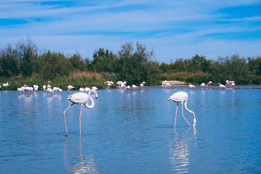 Pink flamingos in the regional park of the Camargue, the largest population of flamingos in Europe.