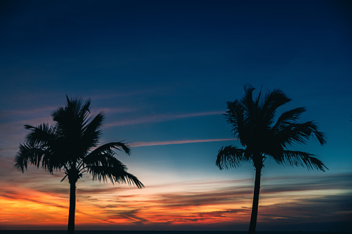 Coconut trees at sunset