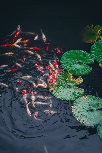 Koi and lotus in the pond