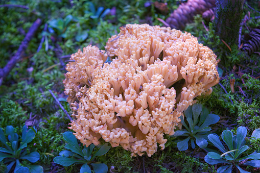 Ramaria pallida white mushroom in the forest coming out of the moss green. Close-up.