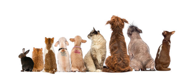 istock Rear view of pets, Dogs, cats, rabbit, sitting 167623398