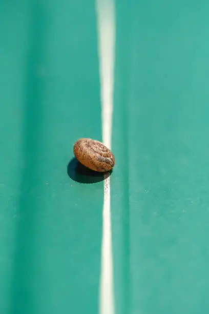 Photo of A snail shell isolated on a green leaf, extreme macro.