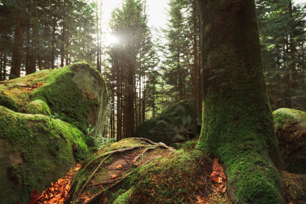 bosco drammatico sorgere del sole tempo della stagione autunnale corteccia muschio superficie e radici su pietre oggetti - autumn tree root forest foto e immagini stock