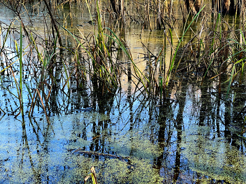 Reeds in a pond in Epping Forest