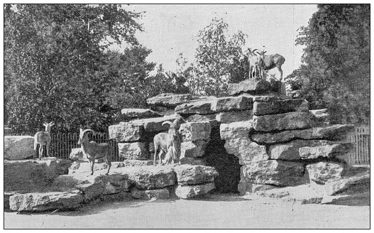 Antique image from British magazine: Waddesdon Manor park with Mountain Sheep