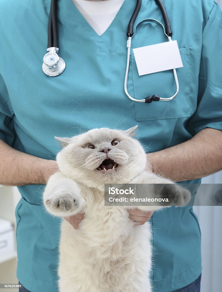 I do not like to be treated vet and a beautiful British cat Veterinarian Stock Photo