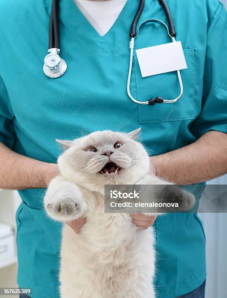 I Do Not Like To Be Treated Stock Photo - Download Image Now - Veterinarian, Displeased, Doctor