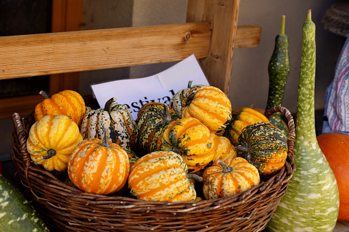 Decorative pumpkins in a basket on the counter of a farm store