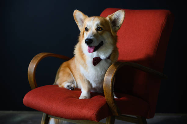 istock A positive corgi dog sits on a red chair. 1676266433