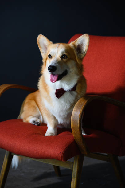 istock A positive corgi dog sits on a red chair. 1676266439