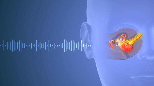 Sound waves travelling through human ear The journey of sound from the external environment to the brain involves several intricate steps the electrical signals are relayed from the brainstem to the auditory cortex in the brain, where the brain processes and interprets the electrical signals as specific sounds. This is where we perceive and recognize sounds, including speech, music, and environmental noises. ear canal stock pictures, royalty-free photos & images