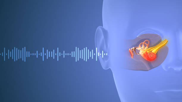 fale dźwiękowe przemieszczające się przez ludzkie ucho - equipment human ear sound music zdjęcia i obrazy z banku zdjęć