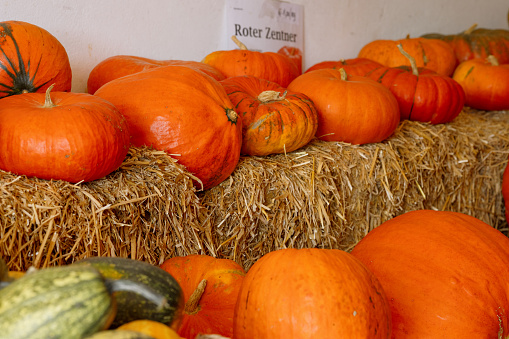 Row of large orange pumpkins on straw in a farm store