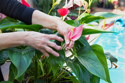 woman with arthritic hand is trying to garden