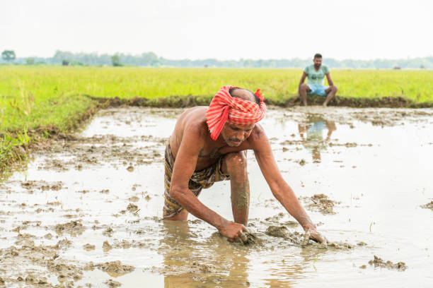 istock Senior male farmer working in the rice field 1676276799