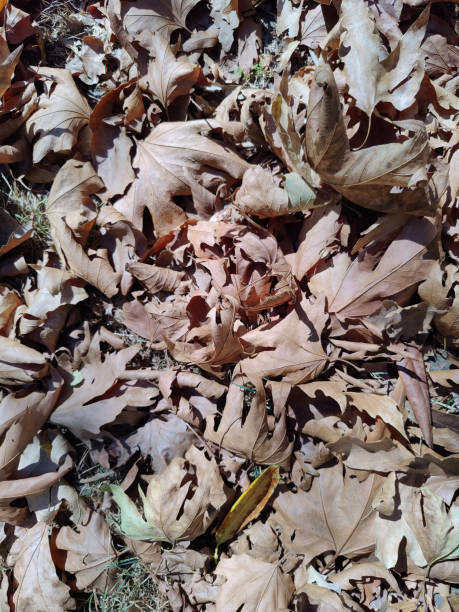 istock close up dried autumn leaves 1676281289
