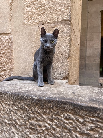 Cat in Thebes