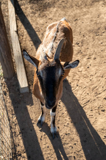 istock Beautiful brown goat with big eyes and horns 1676289654