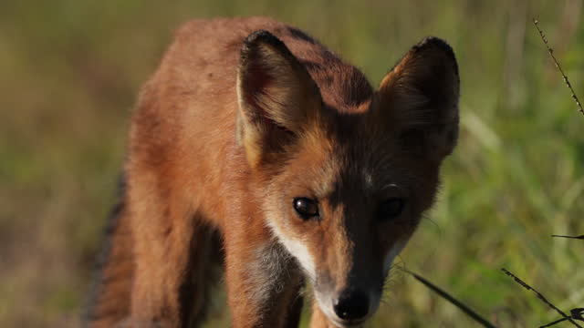 Red Fox, Bombay Hook National Wildlife Refuge, Delaware