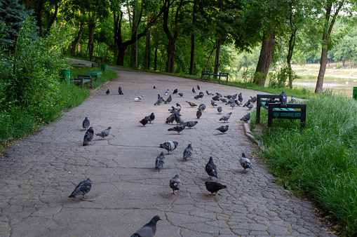 A path in the park where many wild pigeons walk