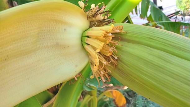 istock Banana flowers 1676295386