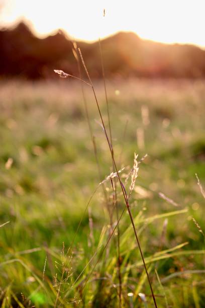 istock Vibrant Cat Grass Close-Up in Phoenix Park, Dublin 1676295665