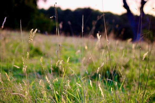 istock Vibrant Cat Grass Close-Up in Phoenix Park, Dublin 1676295667