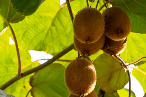 Not yet ripe kiwi fruits ripen on the branches of the tree