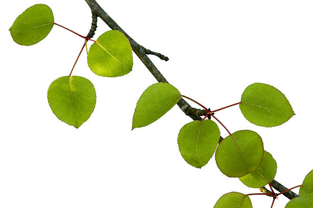 pear tree branch stock photo