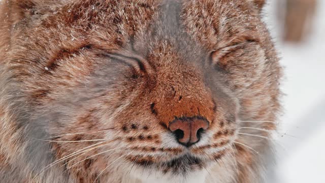 Extreme close up of eyes of Eurasian lynx (Lynx lynx) in heavy snow in Norway
