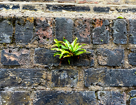 Plant growing out of an old brick wall